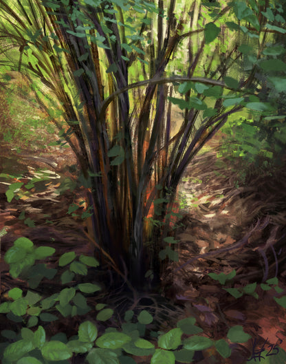 Lopez Island Underbrush
